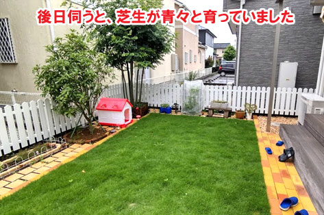 神奈川県藤沢市S様 人工芝生から天然芝生へ、施工例
