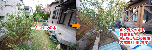 キンカンの木も移動させずもとあったこの位置のまま利用します　レンガで可愛いお庭～神奈川県横浜市Ｔ様庭リフォーム施工事例／可愛い庭,かわいい庭,大人可愛い庭,レンガの庭で洋風ガーデンに造園