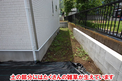 土の部分にはたくさんの雑草が生えています～おしゃれな庭,おしゃれな外構,犬の庭.ドッグラン,放し飼い,庭デザイン,リゾート風,ホテルライク,玄関アプローチ,コンクリート,芝生,天然芝生,雑草対策