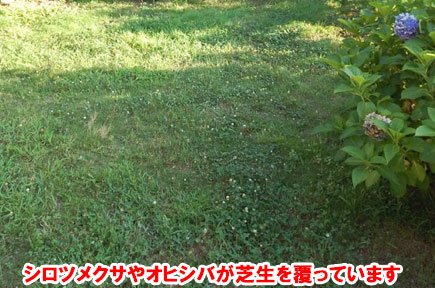 神奈川県藤沢市の庭,ガーデン,雑草対策,石張り(石貼り),造園お庭のリフォームはグリーンパトロール