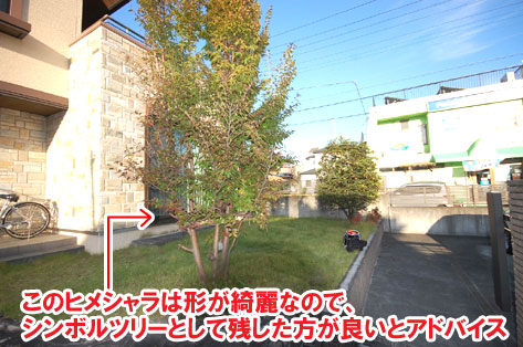 このヒメシャラは形が綺麗なので、シンボルツリーとして残した方が良いとアドバイス/おしゃれで手入れが簡単なタイルテラス,タイルデッキの人気お庭施工事例 狭い駐車場を広くしたい カーポート・目隠しフェンス外構工事 おすすめ事例