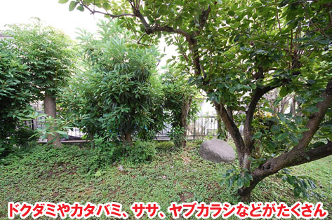 雑草の生えない庭にしてくれる業者を探していた/草が生えない実家の庭 人工芝とタイルの別荘兼アトリエのお庭~神奈川県秦野市施工事例 別荘,アトリエ,別荘の庭,人工芝,タイル張り,実家の庭