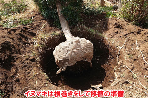 イヌマキは根巻きをして移植の準備/草が生えない実家の庭 人工芝とタイルの別荘兼アトリエのお庭~神奈川県秦野市施工事例 別荘,アトリエ,別荘の庭,人工芝,タイル張り,実家の庭