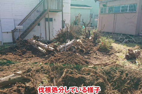 伐根処分している様子/草が生えない実家の庭 人工芝とタイルの別荘兼アトリエのお庭~神奈川県秦野市施工事例 別荘,アトリエ,別荘の庭,人工芝,タイル張り,実家の庭