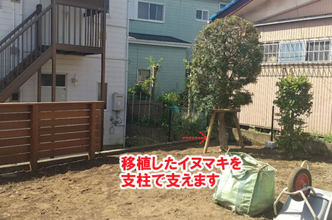 移植したイヌマキを支柱で支えます／人工芝の広いお庭～神奈川県秦野市施工事例　別荘,アトリエ,別荘の庭,人工芝,タイル張り,実家の庭