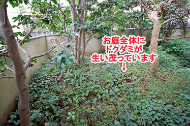 藤沢市F様 F様 雑草対策 石貼り(石張り) 植栽目隠し 造園施工例