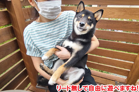 犬を庭でリード無しで自由にフリーに遊ばせたい!ウッドデッキ・ウッドフェンス庭施工事例 神奈川県 鎌倉市