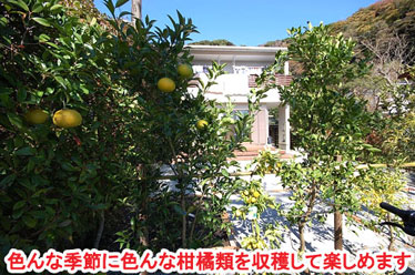 神奈川県 鎌倉市  果実を楽しめる 5種類の柑橘類で目隠し施工事例