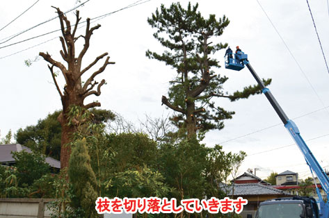 神奈川県藤沢市 大木の伐採施工事例～大木の伐採はグリーンパトロール(神奈川県|鎌倉市|横浜市|川崎市|相模原市|藤沢市|茅ヶ崎市|厚木市|大和市|海老名市|小田原市|二宮町|大磯町|寒川町|平塚市
）