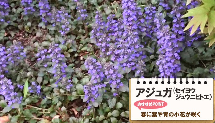 雑草対策に最適おすすめのグランドカバープランツ/グランドカバー植物10選 10.アジュガ（セイヨウジュウニヒトエ）