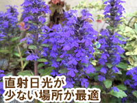 直射日光が少ない場所が最適～雑草対策に最適おすすめのグランドカバープランツ/グランドカバー植物10選 10.アジュガ（セイヨウジュウニヒトエ）