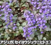 アジュガ（セイヨウジュウニヒトエ）で雑草対策の植え方ポイント～雑草対策に最適おすすめのグランドカバープランツ/グランドカバー植物10選