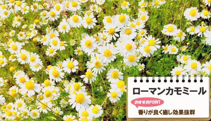 雑草対策に最適おすすめのグランドカバープランツ/グランドカバー植物10選 8.ローマンカモミール