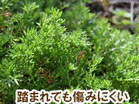 踏まれても傷みにくい～雑草対策に最適おすすめのグランドカバープランツ/グランドカバー植物10選 8.ローマンカモミール