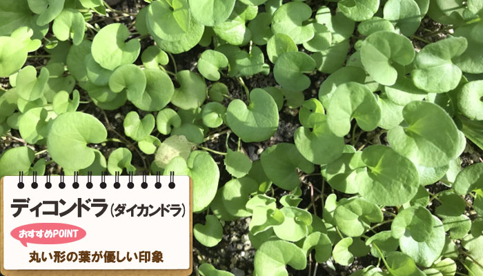 雑草対策に最適おすすめのグランドカバープランツ/グランドカバー植物10選 9.ディコンドラ（ダイカンドラ）