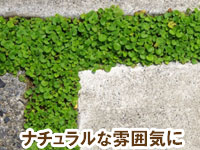 ナチュラルな雰囲気に～雑草対策に最適おすすめのグランドカバープランツ/グランドカバー植物10選 9.ディコンドラ（ダイカンドラ）