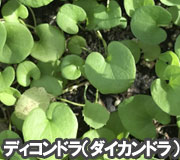ディコンドラ（ダイカンドラ）で雑草対策の植え方ポイント～雑草対策に最適おすすめのグランドカバープランツ/グランドカバー植物10選