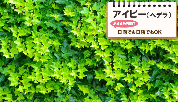 雑草対策に最適おすすめのグランドカバープランツ/グランドカバー植物10選 4.アイビー（ヘデラ）