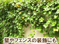 壁やフェンスの装飾にも～雑草対策に最適おすすめのグランドカバープランツ/グランドカバー植物10選 4.アイビー（ヘデラ）