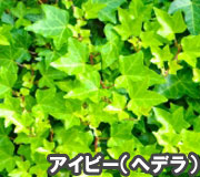 アイビー（ヘデラ）で雑草対策の植え方ポイント～雑草対策に最適おすすめのグランドカバープランツ/グランドカバー植物10選