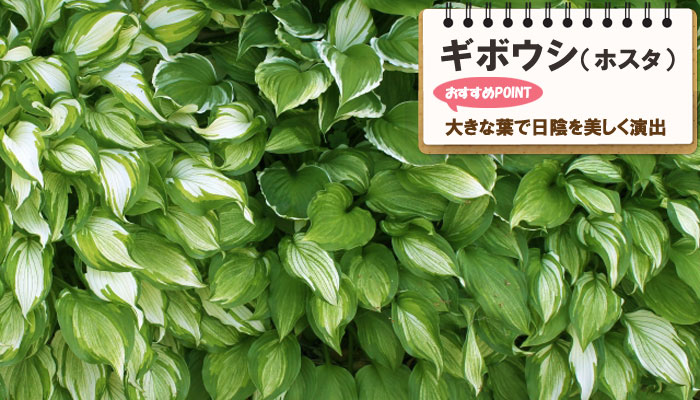 雑草対策に最適おすすめのグランドカバープランツ/グランドカバー植物10選 7.ギボウシ（ホスタ）