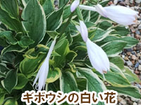 ギボウシの白い花～雑草対策に最適おすすめのグランドカバープランツ/グランドカバー植物10選 7.ギボウシ（ホスタ）