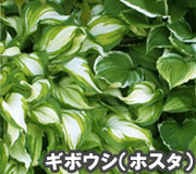 ギボウシ（ホスタ）で雑草対策の植え方ポイント～雑草対策に最適おすすめのグランドカバープランツ/グランドカバー植物10選