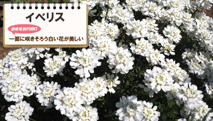 雑草対策に最適おすすめのグランドカバープランツ/グランドカバー植物10選 2.イベリス