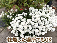 乾燥した場所でもOK～雑草対策に最適おすすめのグランドカバープランツ/グランドカバー植物10選 2.イベリス
