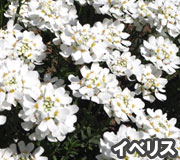 イベリスで雑草対策の植え方ポイント～雑草対策に最適おすすめのグランドカバープランツ/グランドカバー植物10選