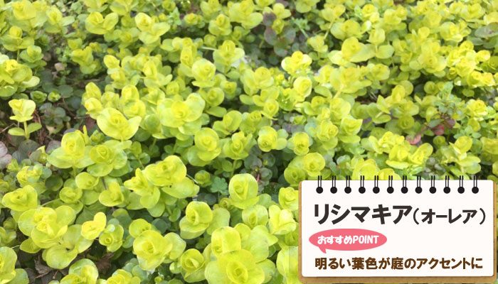 雑草対策に最適おすすめのグランドカバープランツ/グランドカバー植物10選 5.リシマキア（オーレア）
