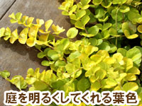 庭を明るくしてくれる葉色～雑草対策に最適おすすめのグランドカバープランツ/グランドカバー植物10選 5.リシマキア（オーレア）