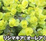 リシマキア（オーレア）で雑草対策の植え方ポイント～雑草対策に最適おすすめのグランドカバープランツ/グランドカバー植物10選