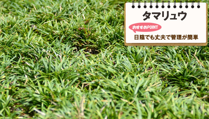 雑草対策に最適おすすめのグランドカバープランツ/グランドカバー植物10選 1.タマリュウ