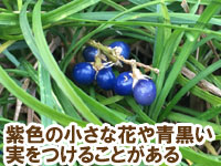 紫色の小さな花や青黒い実をつけることがある～雑草対策に最適おすすめのグランドカバープランツ/グランドカバー植物10選 1.タマリュウ