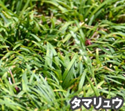 タマリュウで雑草対策の植え方ポイント～雑草対策に最適おすすめのグランドカバープランツ/グランドカバー植物10選