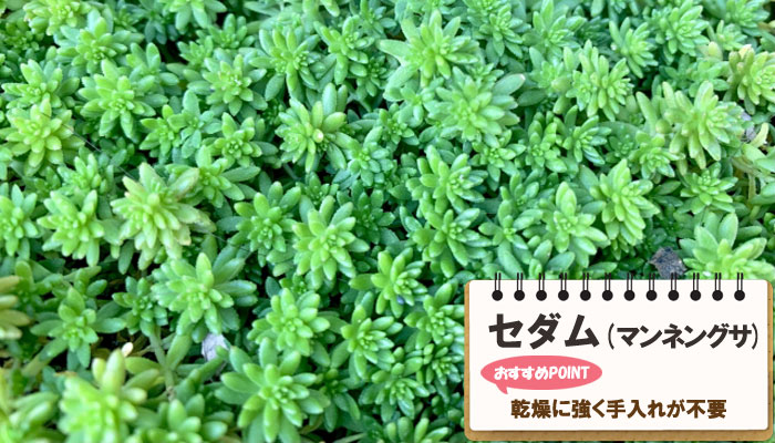 雑草対策に最適おすすめのグランドカバープランツ/グランドカバー植物10選 3.セダム（マンネングサ）