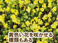 黄色い花を咲かせる種類もある～雑草対策に最適おすすめのグランドカバープランツ/グランドカバー植物10選 3.セダム（マンネングサ）