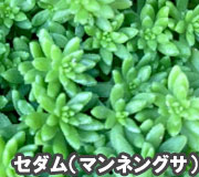 セダム（マンネングサ）で雑草対策の植え方ポイント～雑草対策に最適おすすめのグランドカバープランツ/グランドカバー植物10選