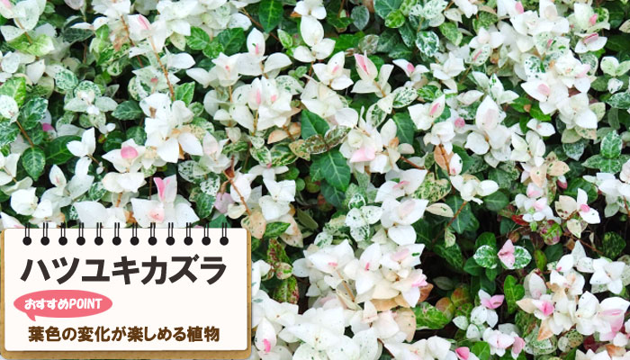 雑草対策に最適おすすめのグランドカバープランツ/グランドカバー植物10選 6.ハツユキカズラ
