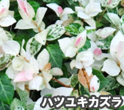 ハツユキカズラで雑草対策の植え方ポイント～雑草対策に最適おすすめのグランドカバープランツ/グランドカバー植物10選