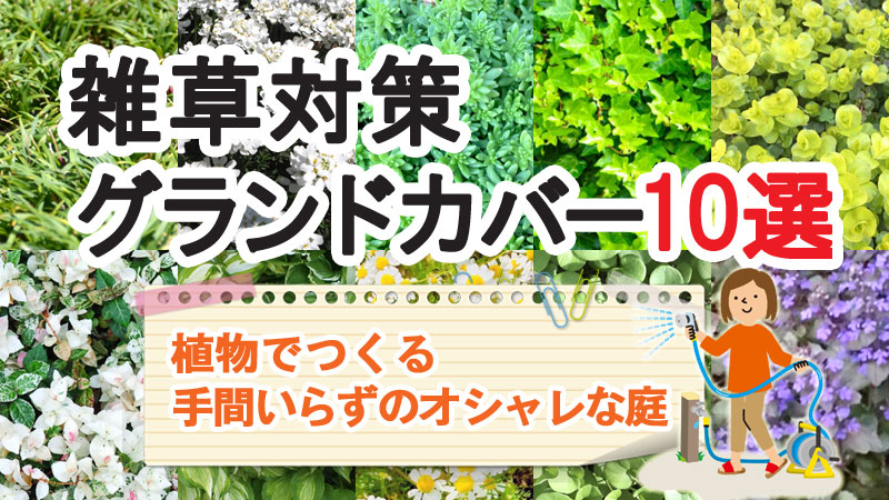 雑草対策グランドカバー10選～植えて良かった！最強の手間いらずのオシャレな庭