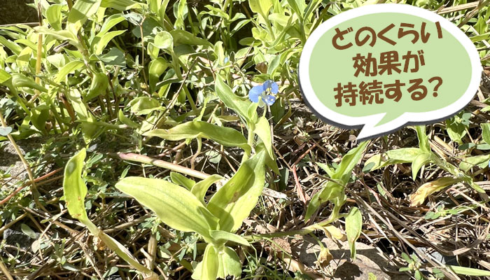 重曹雑草対策の効果期間 どのくらい効果が持続する?~重曹,効果,雑草対策,使い方,やり方,方法,枯れる,駆除,除草,メリット,デメリット,濃度,安全性,環境