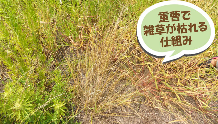 重曹で雑草が枯れる仕組み~重曹,効果,雑草対策,使い方,やり方,方法,枯れる,駆除,除草,メリット,デメリット,濃度,安全性,環境