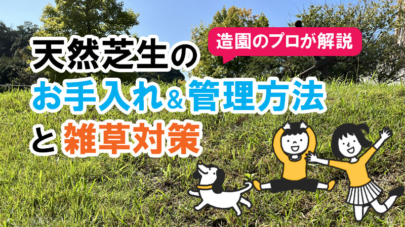 天然芝生のお手入れ・管理方法と雑草対策/芝生の雑草対策,雑草対策,天然芝生,芝生,お手入れ,管理方法,メンテナンス,メリット,デメリット