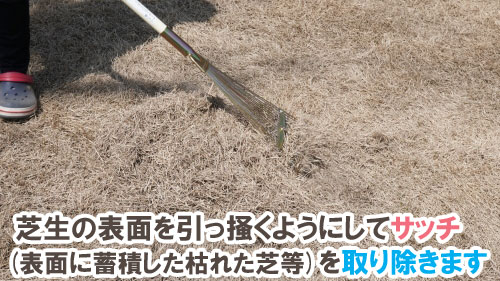 芝生の表面を引っ掻くようにしてサッチ(表面に蓄積した枯れた芝等)を取り除きます~天然芝生のお手入れ・管理方法と雑草対策/芝生の雑草対策,雑草対策,天然芝生,芝生,お手入れ,管理方法,メンテナンス,メリット,デメリット