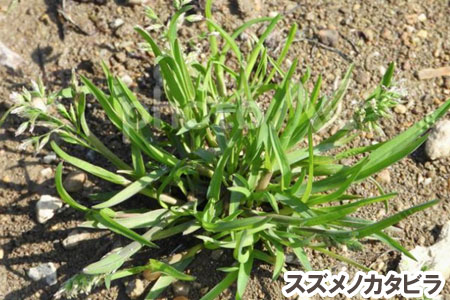 スズメノカタビラ~天然芝生のお手入れ・管理方法と雑草対策/芝生の雑草対策,雑草対策,天然芝生,芝生,お手入れ,管理方法,メンテナンス,メリット,デメリット