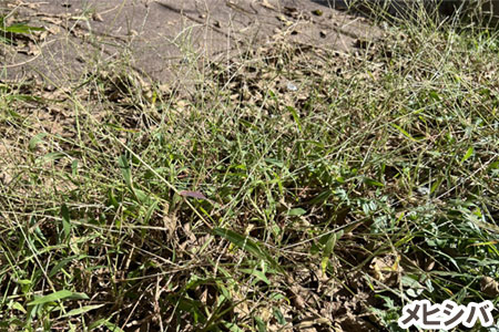 メヒシバ~天然芝生のお手入れ・管理方法と雑草対策/芝生の雑草対策,雑草対策,天然芝生,芝生,お手入れ,管理方法,メンテナンス,メリット,デメリット