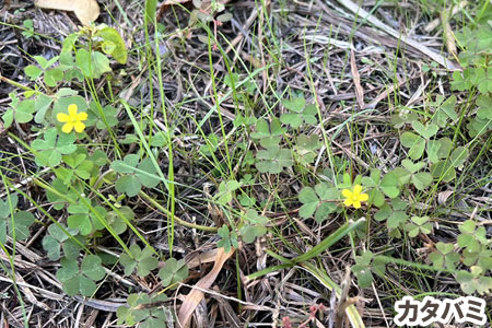 カタバミ~天然芝生のお手入れ・管理方法と雑草対策/芝生の雑草対策,雑草対策,天然芝生,芝生,お手入れ,管理方法,メンテナンス,メリット,デメリット