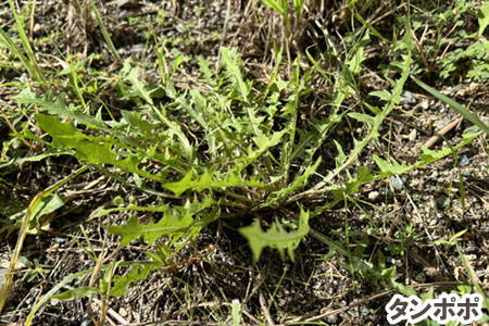 タンポポ~天然芝生のお手入れ・管理方法と雑草対策/芝生の雑草対策,雑草対策,天然芝生,芝生,お手入れ,管理方法,メンテナンス,メリット,デメリット
